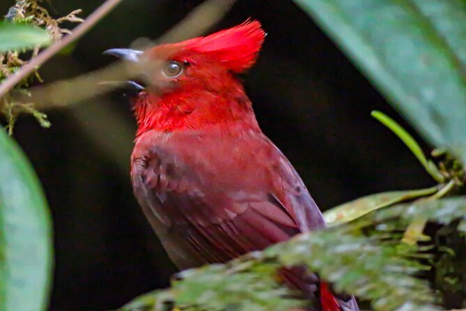 Sta. Rita Waterfall: Observation of Endemic Birds - Waterfall Highlights