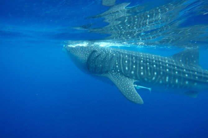 Stand-Up Paddle Boarding in Tulum With Snorkeling 1hr - Reviews and Ratings