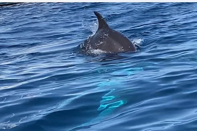 Stand Up Paddle Tour Dolphins Experience Golfo Aranci - Whats Included