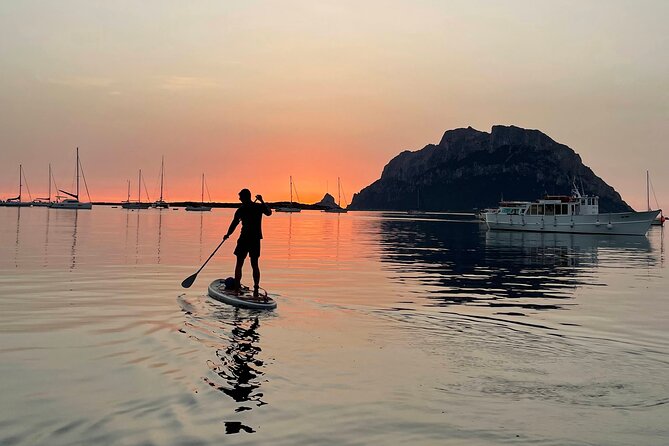 Stand Up Paddle Tour Dolphins Experience Golfo Aranci - Spotting Local Fauna