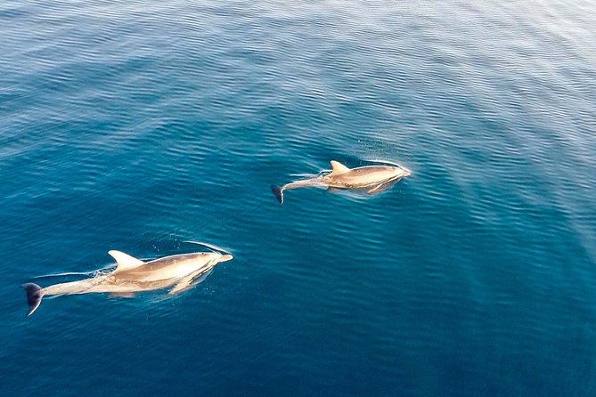 Stand Up Paddle With Dolphins - Meeting Point and Directions