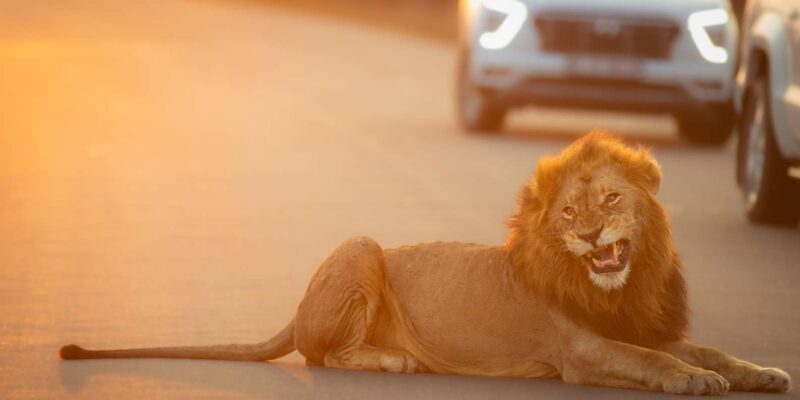 Standard Kruger Park Safari - Inclusions and Exclusions