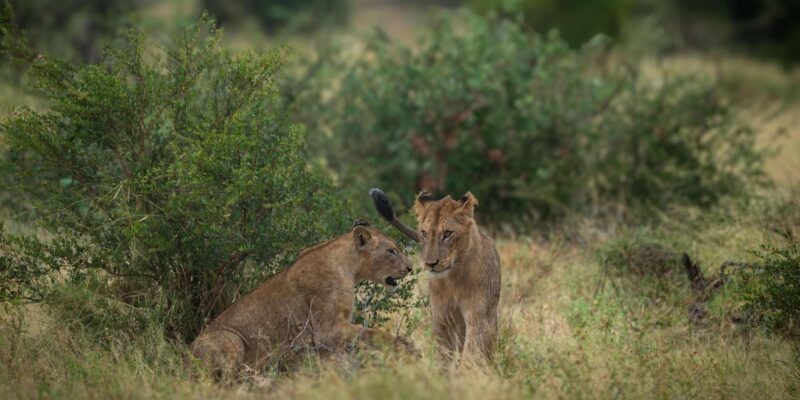 Standard Kruger Park Safari - What to Bring