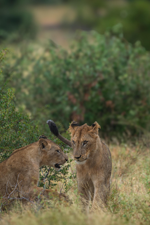 Standard Kruger Park Safari - Important Information