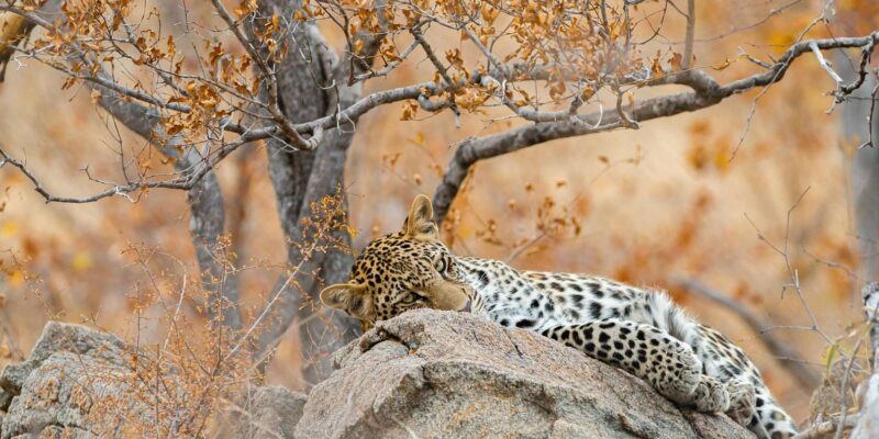 Standard Kruger Park Safari - Tour Conditions