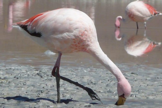 Standard Uyuni Salt Flats 3 Days With Spanish-Speaking Driver - Pickup and Start Details