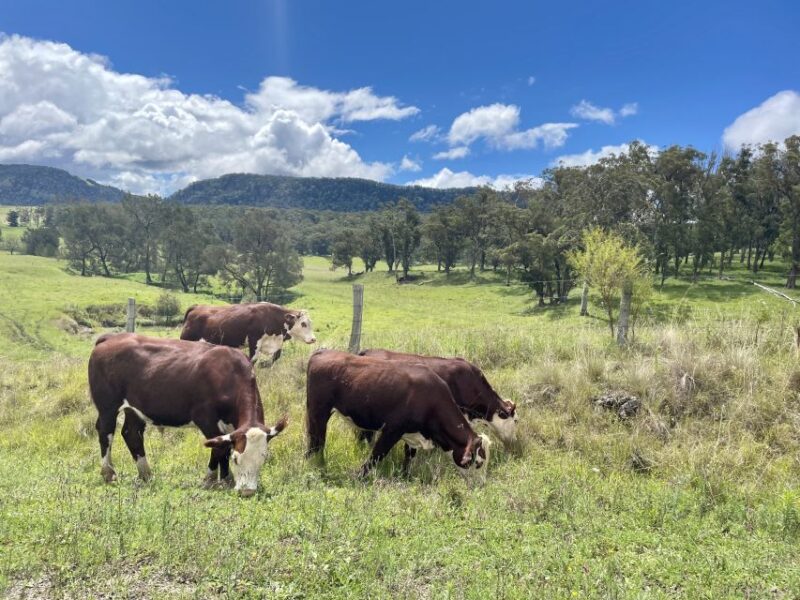 Stanthorpe: 3-Day Wine Tasting Trip With Room and Breakfast - Surrounding Agricultural Landscape