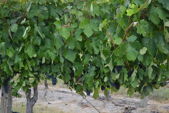 Stanthorpe Small - Group Food Comedy and Wine Tasting Tour - Guest Reviews