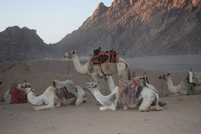 Star Gazing Safari Tour by ATV Quad, Bedouin Dinner, Telescope - Sharm El Sheikh - Positive Guest Feedback