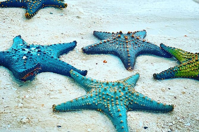 Starfish Adventure; Blue Lagoon Snorkeling; The Rock; Paje Beach; Jozani Forest - Snorkeling With Starfish