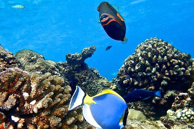 Starfish Adventure; Blue Lagoon Snorkeling; The Rock; Paje Beach; Jozani Forest - Exploring Blue Lagoon