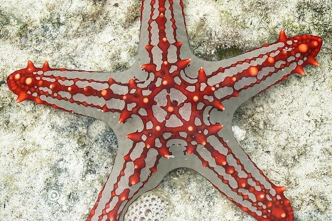 Starfish Adventure; Blue Lagoon Snorkeling; The Rock; Paje Beach; Jozani Forest - Visiting Paje Beach