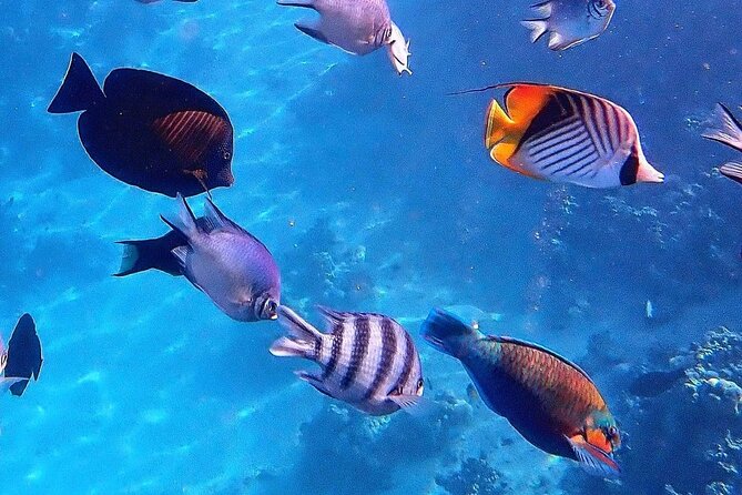 Starfish Adventure; Blue Lagoon Snorkeling; The Rock; Paje Beach; Jozani Forest - Dining at The Rock