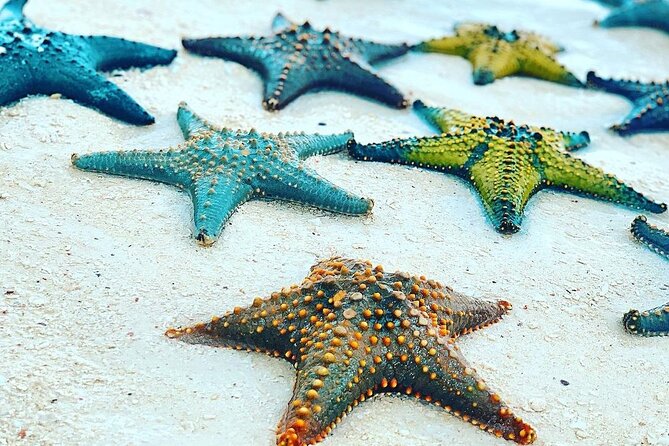 Starfish Adventure; Blue Lagoon Snorkeling; The Rock; Paje Beach; Jozani Forest - Transportation and Accessibility