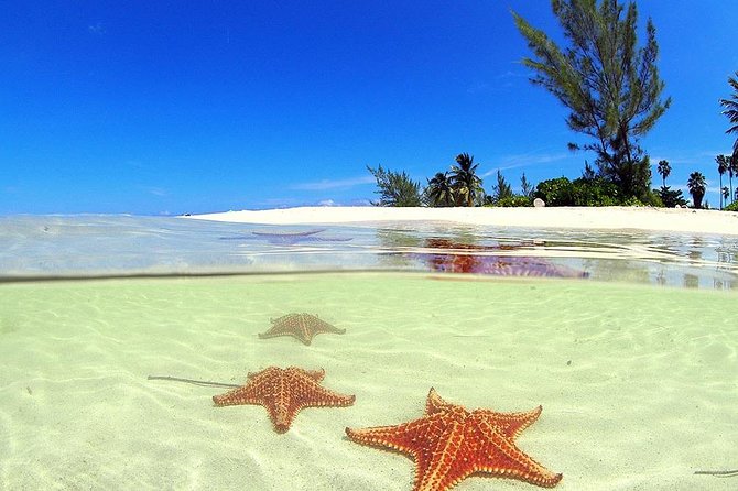 Starfish and Stingray City Fun Tour With Reef Snorkeling- 3 Stops - Starfish Point Relaxation