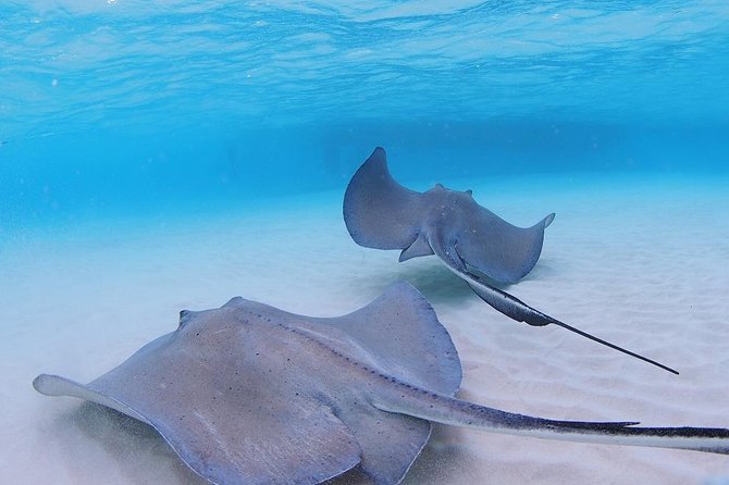 Starfish and Stingray City Fun Tour With Reef Snorkeling- 3 Stops - Transportation and Pickup