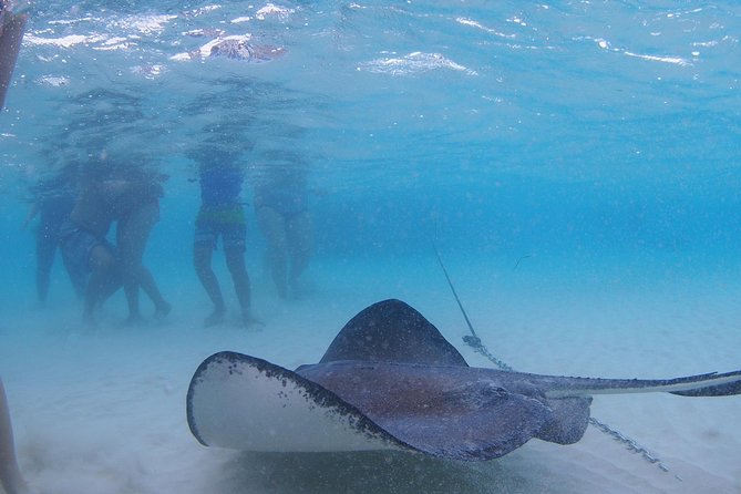 Starfish and Stingray City Fun Tour With Reef Snorkeling- 3 Stops - Customer Reviews and Feedback