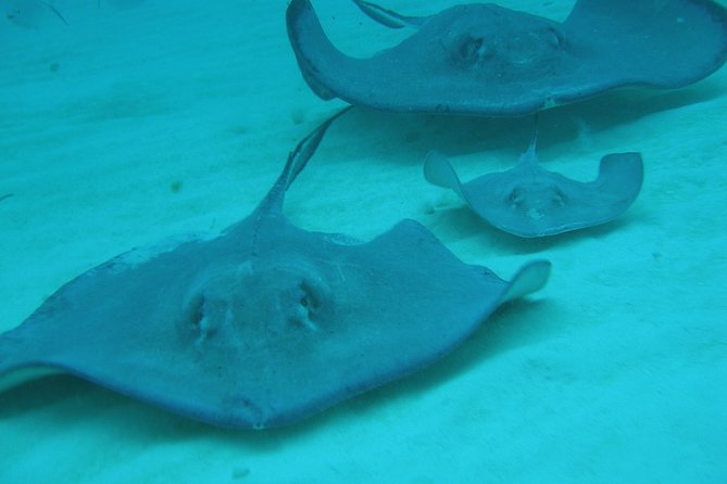 Starfish Point, Stingray City-Sandbar & Coral Gardens - Transportation and Meeting Details