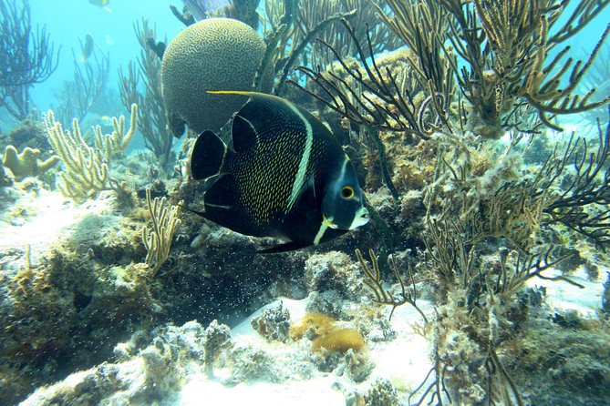 Starfish Point, Stingray City-Sandbar & Coral Gardens - Cancellation and Refund Policy