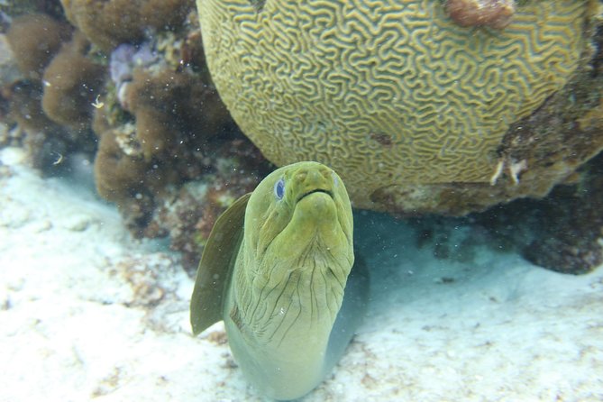 Starfish Point, Stingray City-Sandbar & Coral Gardens - Exploring Stingray City