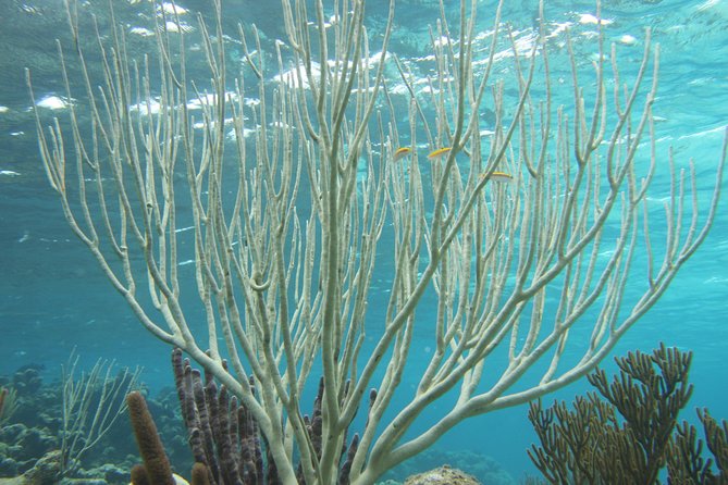Starfish Point, Stingray City-Sandbar & Coral Gardens - Discovering Barrier Reef