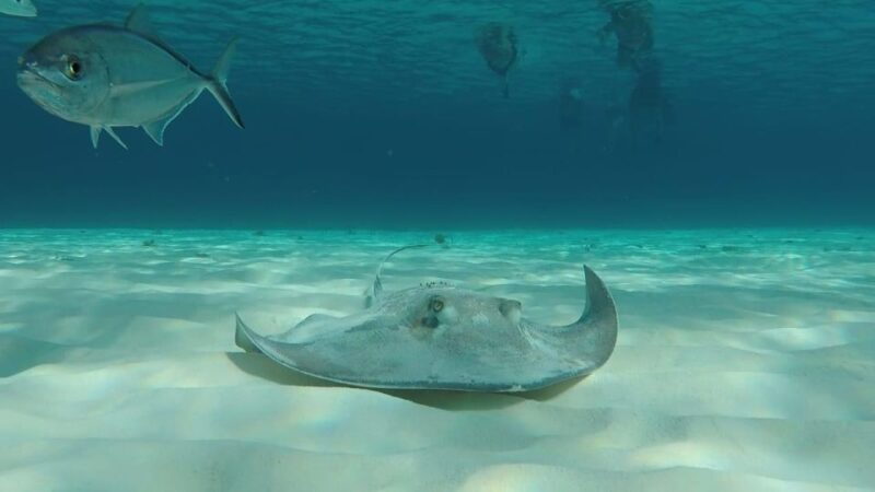 Starfish, Stingrays and the Turtle Bay by Catamaran - Tour Overview