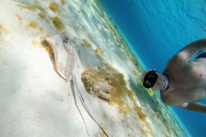 Starfish, Stingrays and the Turtle Bay Experience by Catamaran - Beverages and Snacks