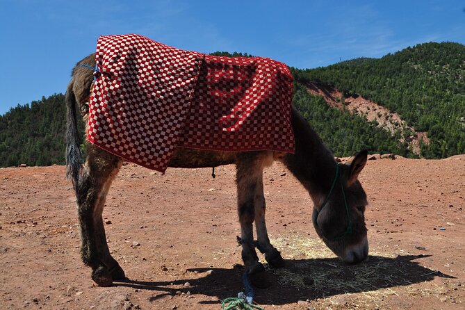 Stargazing and Camel Ride in the Agafay Desert - Inclusions and Highlights