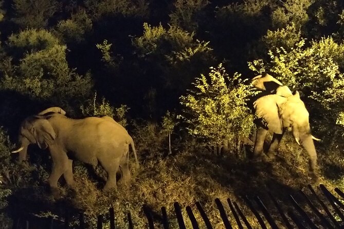 Stargazing Safari - Unforgettable Memories