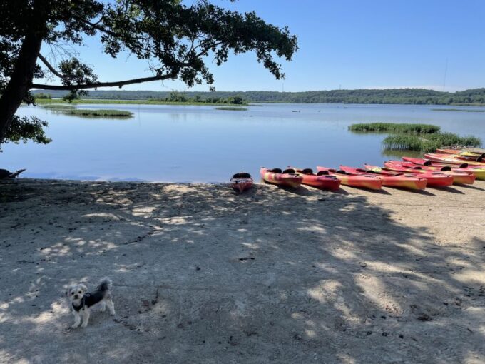 Starved Rock State Park: Guided Kayaking Tour - Wildlife Sightings