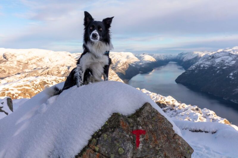Stavanger: Preikestolen Winter Hike - Key Points