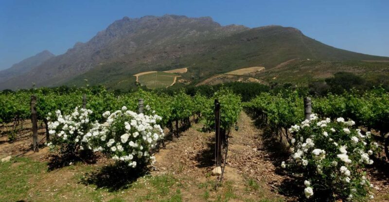 Stellenbosch: Cape Winelands Private Tour Half Day Tour - Pickup and Itinerary