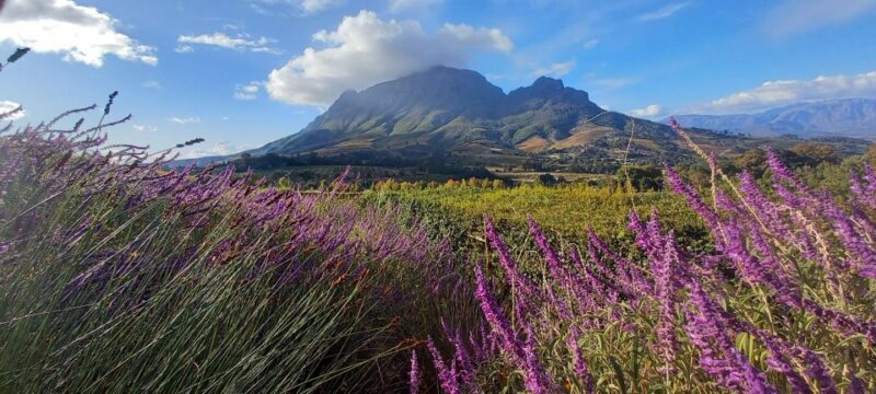 Stellenbosch: Cape Winelands Private Tour Half Day Tour - Historical Dorp Street