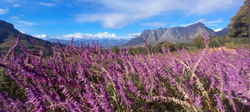 Stellenbosch: Cape Winelands Private Tour Half Day Tour - Wine and Chocolate Tasting