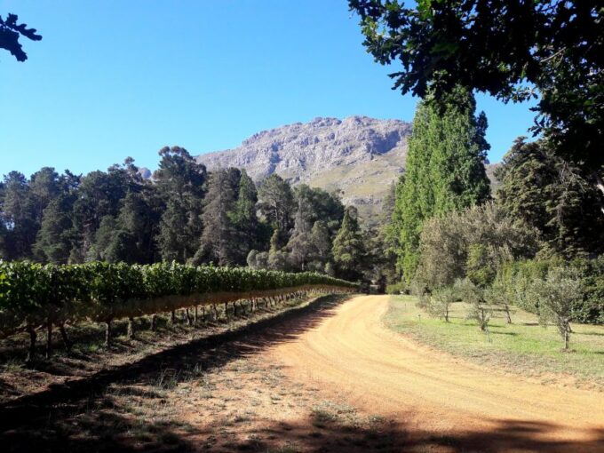 Stellenbosch: Cape Winelands Private Tour Half Day Tour - Tour Highlights