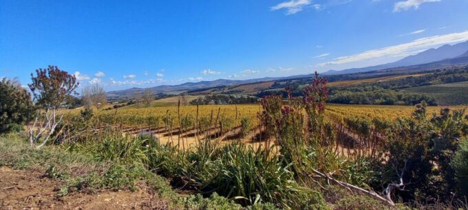 Stellenbosch: Cape Winelands Private Tour Half Day Tour - Optional Extras