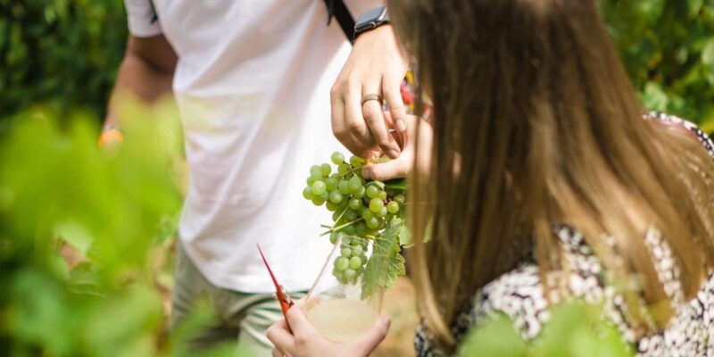 Stellenbosch, Franschhoek, and Paarl Wine Tasting Private Tour. - Wine Estates Highlights