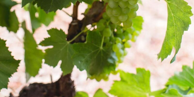 Stellenbosch, Franschhoek, and Paarl Wine Tasting Private Tour. - Cultural and Scenic Experiences