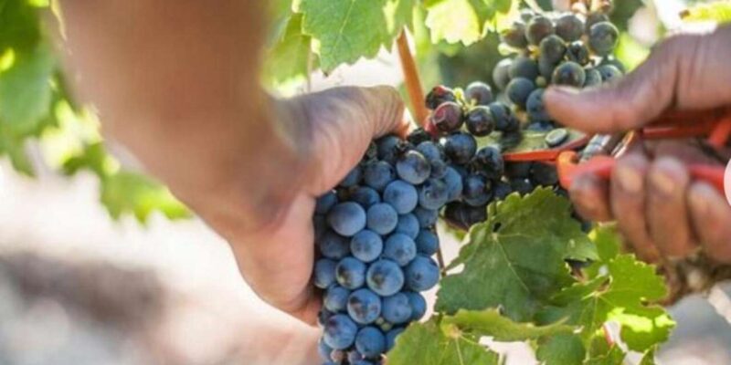 Stellenbosch & Franschhoek Wine Tasting Tour From Cape Town. - Franschhoek: French Heritage