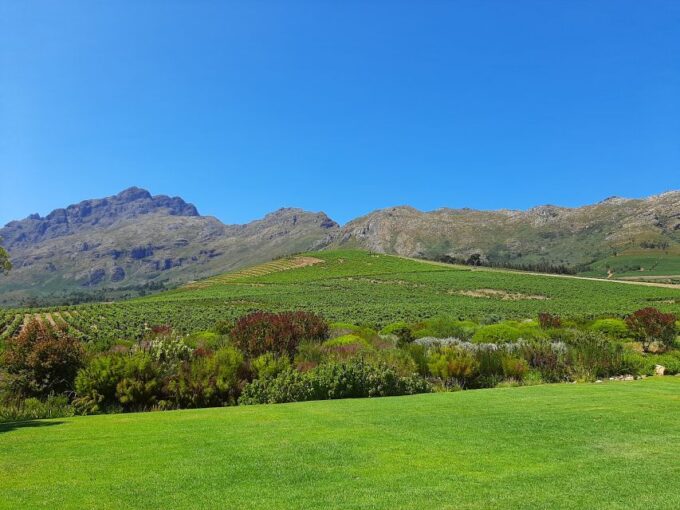 Stellenbosch: Half-Day Guided Nature Hike and Wine Tasting - Vineyard Overview