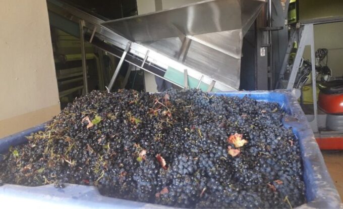 Stellenbosch: Half-Day Wine Tour - Transportation and Pickup