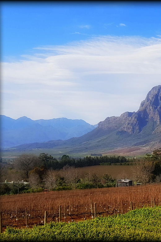 Stellenbosch Mavericks Wine Tasting Tour - Key Points