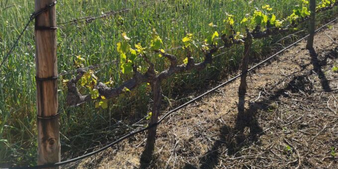 Stellenbosch Mavericks Wine Tasting Tour - Recommended Items