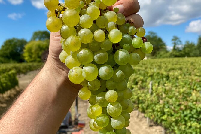Stellenbosch Small Group Wine Tasting Tour From Cape Town - Transportation and Pickup