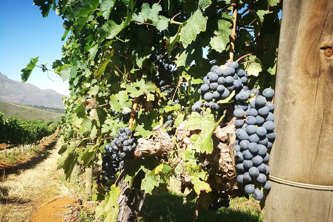 Stellenbosch Vineyard Walk & Wine Tasting - Overview of the Experience