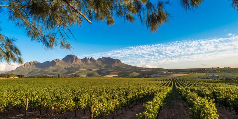 Stellenbosch: Wine Tasting Safari - Tour Highlights