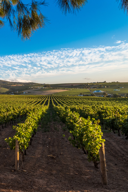 Stellenbosch: Wine Tasting Safari - Itinerary Details
