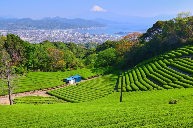 Step-Free Easy Going Tour From Shimizu Port / Van Taxi - Accessibility