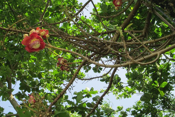 Stepping High Mountain Rastafari Herbs Tour - Pricing and Booking