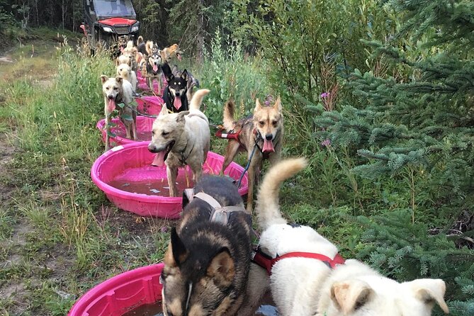 Sterling, AK Location! ATV Dogsledding Ride - Key Points